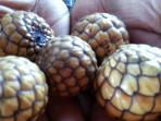 buah-rumbia_20151122_131147.jpg
