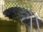 buaya-air-asin-raksasa_20180710_175619.jpg