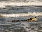 buaya-air-laut_20160405_014144.jpg