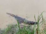 buaya-di-alur-sungai-luk-ulo_20171123_114158.jpg