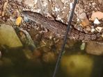 buaya-di-ciliwung_20181009_140644.jpg