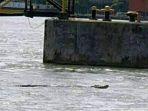 buaya-di-perairan-cilacap.jpg