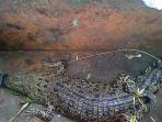 buaya-ditemukan-dalam-proses-pembongkaran-kampung-pemulung_20141204_093639.jpg