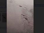 buaya-jambi12.jpg