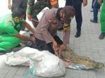 buaya-ke-mall-palu-sss.jpg