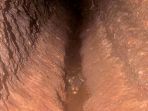 buaya-kerdil_20180920_115146.jpg