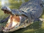 buaya-muara.jpg