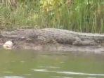 buaya-muara2233323.jpg