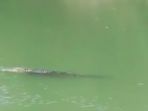 buaya-muncul-di-sungai-luk-ulo-kebumen-jawa-tengah-gegerkan-w_20170810_133854.jpg