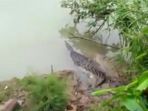 buaya-muncul-di-sungai-luk-ulo-kebumen-jawa-tengah-gegerkan-warga-sekitar_20170810_133741.jpg