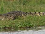 buaya-nil_20150318_170534.jpg
