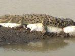 buaya-ok123.jpg