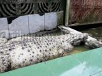 buaya-peliharaan-warga-sempur-kota-bogor_20171211_173347.jpg