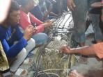 buaya-raksasa-ditangkap_20150408_171108.jpg