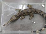 buaya-senyulong_20170227_113329.jpg