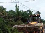 buaya-sungai-kayubesi-yang-mati-diangkut-menggunakan-alat-berat-untuk-dimakamkan-rabu-582020.jpg