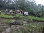 buaya-terdampar-di-sawah_20171018_132854.jpg