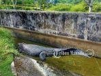 buaya-terkam-deasy.jpg