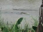 buaya-yang-muncul-di-sungai-comal-pada-selasa.jpg