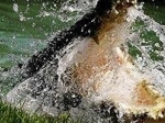 buaya.jpg