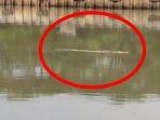 buaya1233333.jpg