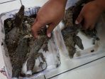 buaya_20171016_153558.jpg