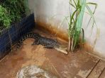 buaya_20180710_150532.jpg