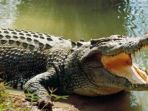 buaya_20180731_095921.jpg