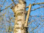bucci-owl_20160810_112332.jpg