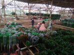 budidaya-bambu-rejeki-atau-lucky-bambooll.jpg