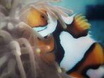 budidaya-ikan-hias-nemo.jpg