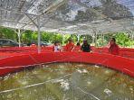 budidaya-ikan-nila-di-papua.jpg