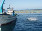 budidaya-ikan-tuna_20161208_155035.jpg