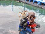 budidaya-lobster-di-batam-1010.jpg