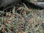 budidaya-lobster-simeulue_20150902_163644.jpg