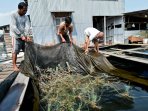 budidaya-lobster-simeulue_20150902_163733.jpg