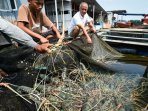 budidaya-lobster-simeulue_20150902_163755.jpg