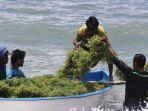 budidaya-rumput-laut-kkp1.jpg