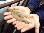 budidaya-udang-vaname-menggunakan-teknologi-microbubble.jpg