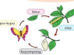 buku-tematik-kelas-3-tema-1-halaman-125-i.jpg