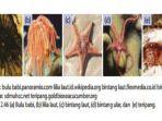 bulu-babi-lilia-laut-bintang-laut-bintang-ular-dan-teripang.jpg