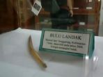 bulu-landak_20161122_170428.jpg