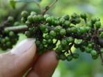 bumbu-andaliman_20160818_093923.jpg