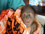 bumi-dan-induknya-terpisah-akibat-pengrusakan-hutan_20160622_125029.jpg