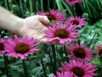 bunga-asteraceae_20161023_173110.jpg