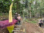 bunga-bangkai-amorphophallus-titanium-mekar.jpg