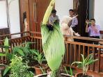 bunga-bangkai_20160204_131026.jpg