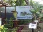 bunga-bangkai_20160204_202926.jpg