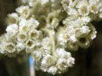bunga-edelweiss-1.jpg