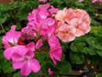 bunga-geranium_20150223_160208.jpg